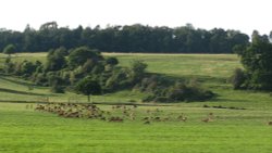 Long Ashton Deer Wallpaper