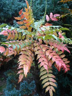 Mahonia