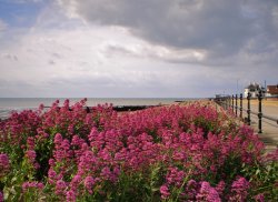 Flowers on the beach
