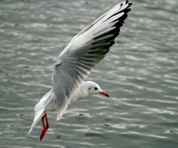 Black-headed Gull Wallpaper