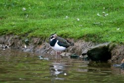 Lapwing. Wallpaper