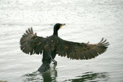 Cormorant. Wallpaper