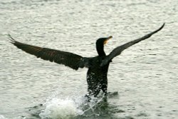Cormorant. Wallpaper