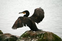 Cormorant. Wallpaper
