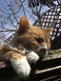 Phoenix (I miss you!)