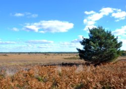 Holt Heath Wallpaper