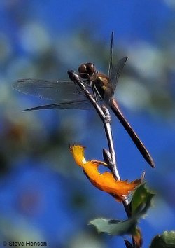 Dragon Fly