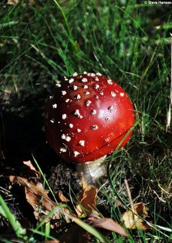 Fly Agaric