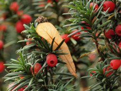 Yew tree in All Saints' Churchyard, Mixbury, Oxfordshire