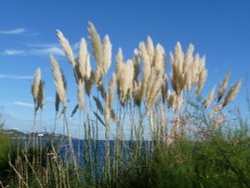 Standing tall. Wallpaper