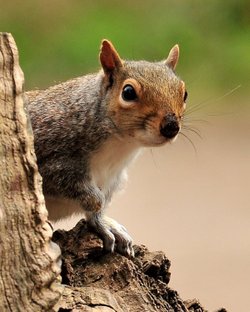 Squirrel