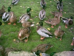 Moreton in Marsh - October 2010