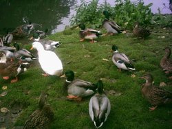 Moreton in Marsh - October 2010