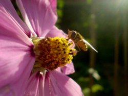 Busy Bee