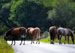 Wild horses Wallpaper
