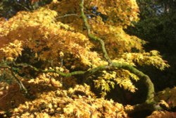 October Leaves Wallpaper