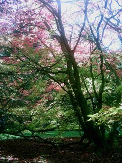 Westonbirt Arboretum - October 2010