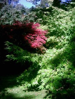 Westonbirt Arboretum - October 2010