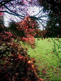Westonbirt Arboretum - October 2010