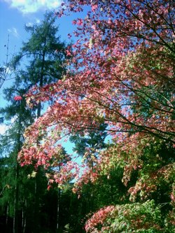 Westonbirt Arboretum - October 2010