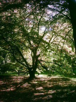 Westonbirt Arboretum - October 2010