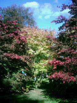 Westonbirt Arboretum - October 2010