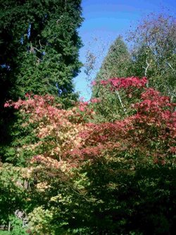 Westonbirt Arboretum - October 2010