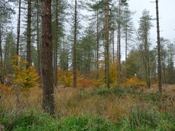 Staple Hill Wallpaper