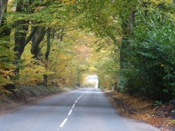 Staple Hill Wallpaper