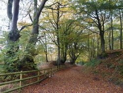 Staple Hill Wallpaper