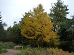 Staple Hill Wallpaper