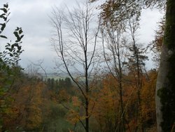 Staple Hill Wallpaper