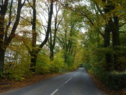 Staple Hill Wallpaper