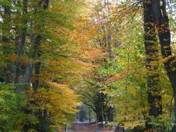 Staple Hill Wallpaper