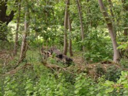 Remains of VII century's oak near the Church of Holy Virgin in Polstead Wallpaper
