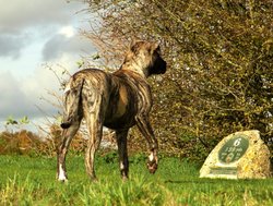 No Sasha, its not the distance to the car, its a sporting term!!