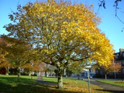 Golden Leaves Wallpaper