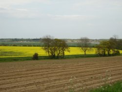 Rapeseed fields in Falkenham, Suffolk Wallpaper