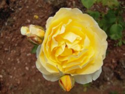 Deep yellow rose.