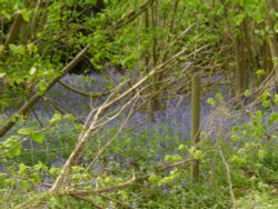 Bluebells near Polstead, Suffolk Wallpaper