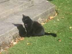 Cathedral Cat Wallpaper