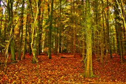 Cobham Woods in Autumn Wallpaper