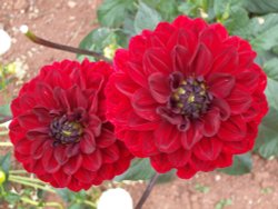Red dahlias. Wallpaper
