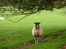 Benacre Hall Park Wallpaper