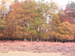 A forest full of colours