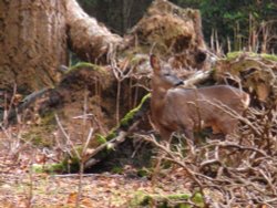 Hide and seek in the forest