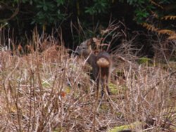 Stalking in the forest