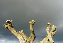 REACH FOR THE SKY!!!! Wallpaper