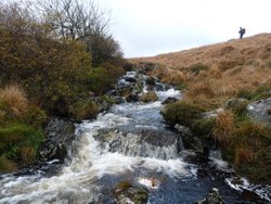 Wallabrook Wallpaper