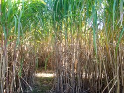 Elephant Grass Wallpaper